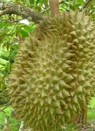 Durian Monthong